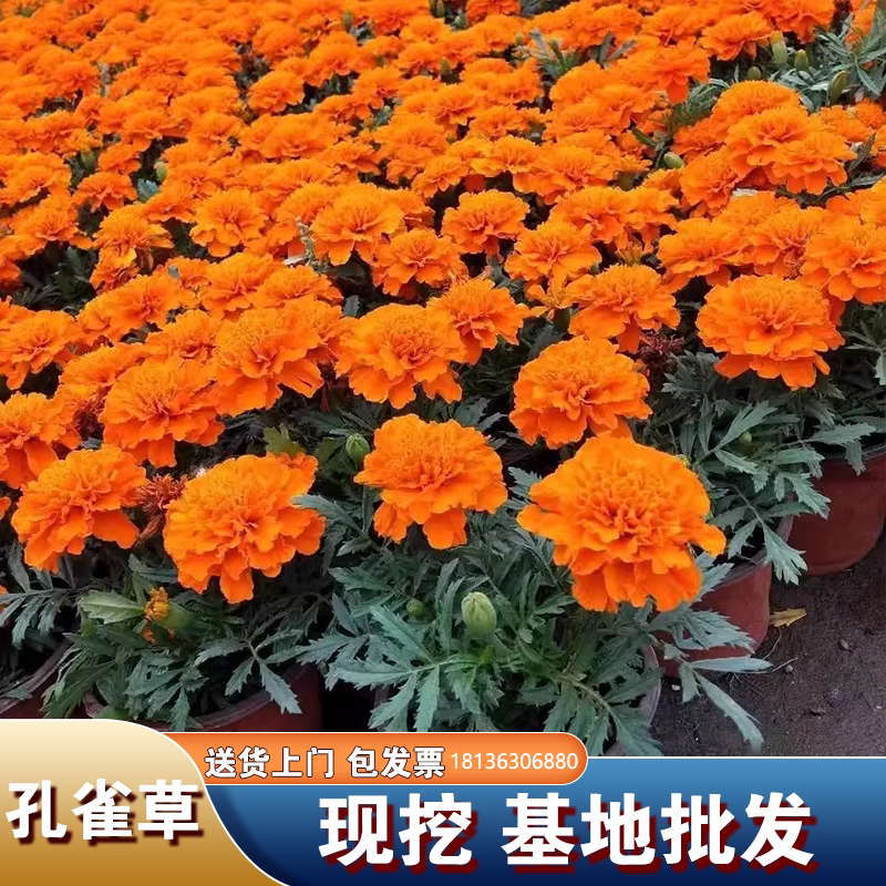 孔雀菊盆栽草花矮生重瓣万寿菊