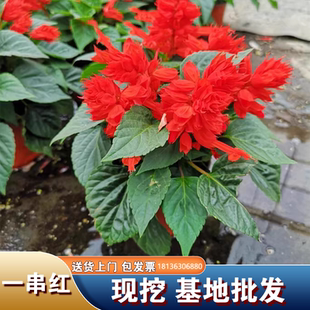 矮生一串红盆栽串串红角瑾带花发货庭院地栽阳台绿化工程花卉草花
