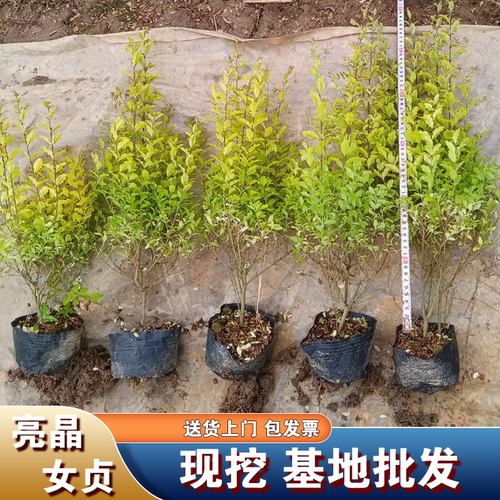 亮晶女贞苗庭院别墅绿篱苗
