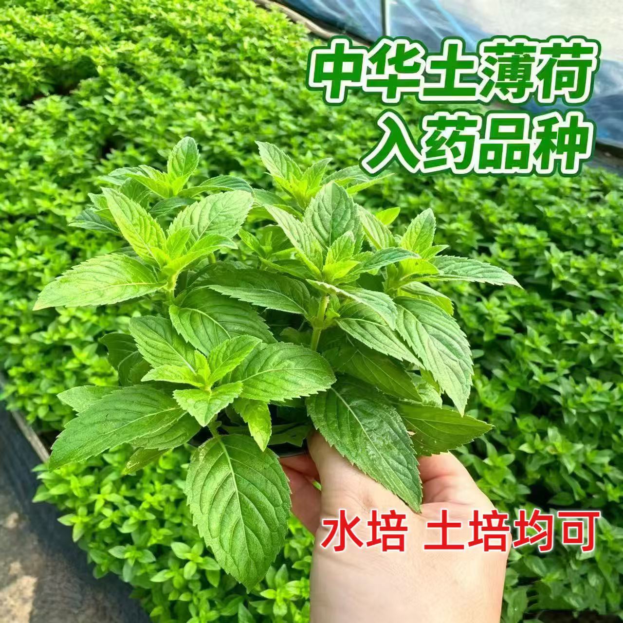 中华土薄荷清凉薄荷叶可食用泡茶泡酒阳台正宗驱蚊盆栽绿植植物