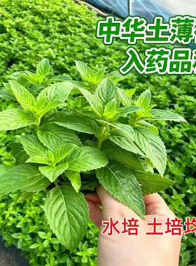 中华土薄荷清凉薄荷叶可食用泡茶泡酒阳台正宗驱蚊盆栽绿植植物