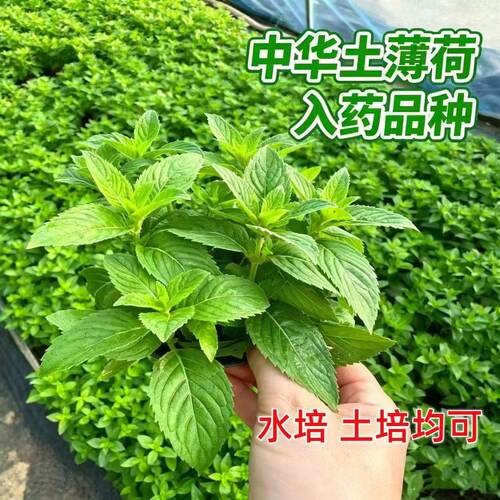 中华土薄荷清凉薄荷叶可食用泡茶泡酒阳台正宗驱蚊盆栽绿植植物