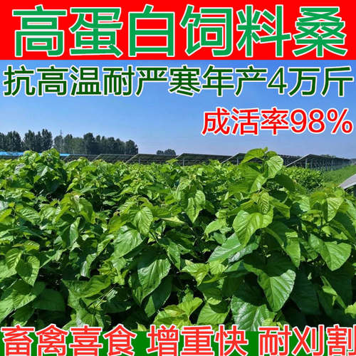 饲料桑树苗大叶种苗蛋白桑养蚕猪牛羊鸡鸭青贮养鱼鹅兔高产多年生