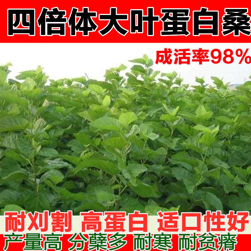 桑葚桑树苗新型皇竹草甜象草养牛羊鹅多年生四倍体蛋白桑牧草种子