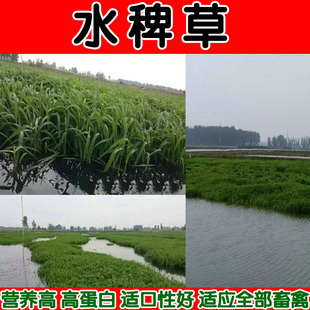 水草种子水稗小米草抗旱耐盐碱山岭地抗旱朝牧1号适合养牛羊鱼鹅