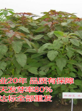 养猪菜养牛羊鹅蛋白草籽粒苋R104做野菜的牧草品种苦荬菜氨基酸草