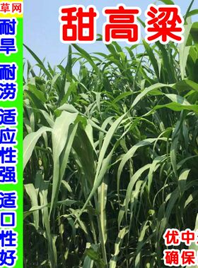 进口晚熟甜高粱墨西哥玉米草王草高丹草养牛羊鱼鹅高产品种收割多