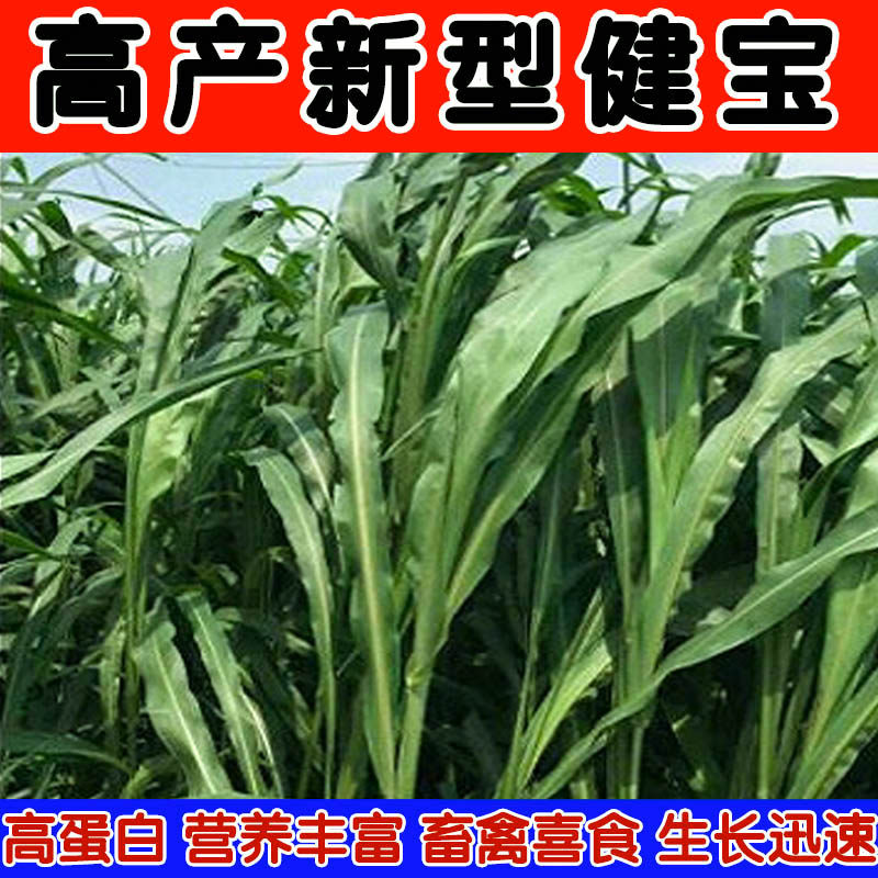 不出穗健宝大叶菊苣牧草种子四季牧草适合牛羊鸡猪鹅青储的饲料草