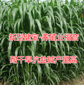 养牛要种金种子抗旱耐涝牧乐健宝耐盐碱进口玉米草养鱼鹅鹿甜高粱