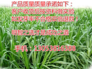 进口牧草种子美国四倍体特高黑麦草一年生牧草种子秋播牧草品种