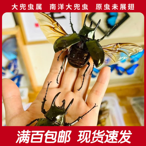 南洋大兜虫湿虫标本 未展原虫手工礼物