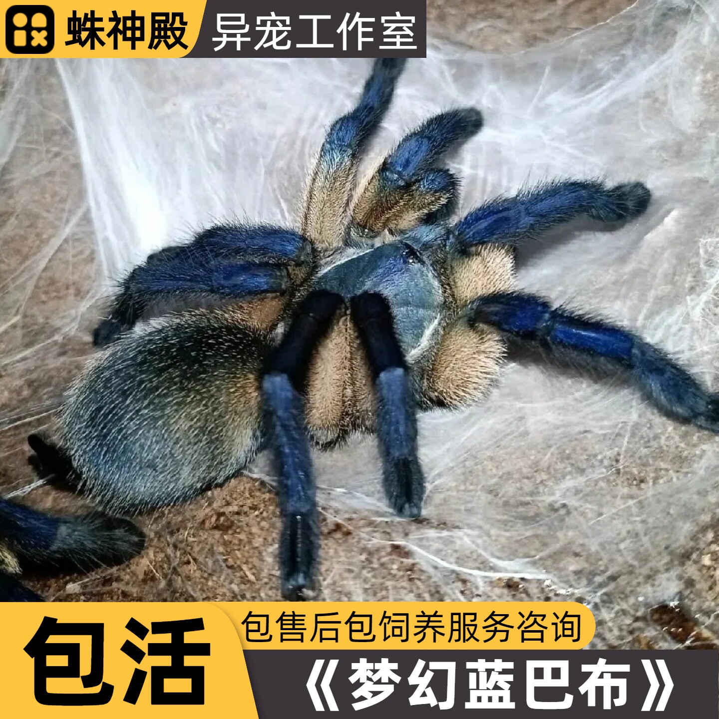 【可群养】梦幻蓝巴布索科特拉蓝蜘蛛