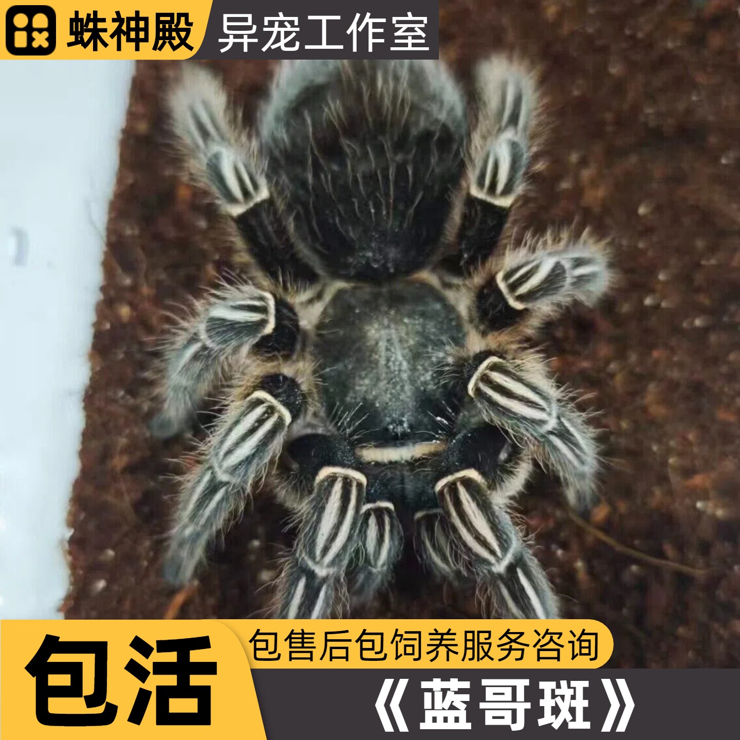 蓝哥斑哥斯达黎加斑马脚新手入门蜘蛛