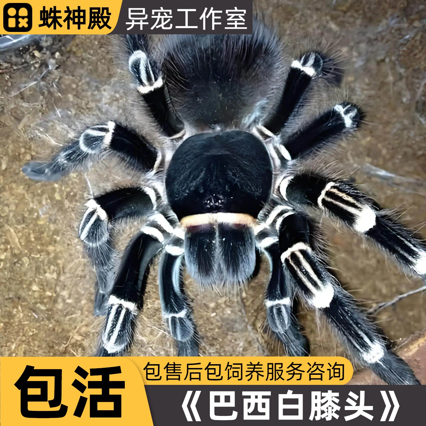 巴西巨人白膝头蜘蛛白七白7新手入门品种温顺宠物好养饲养地栖