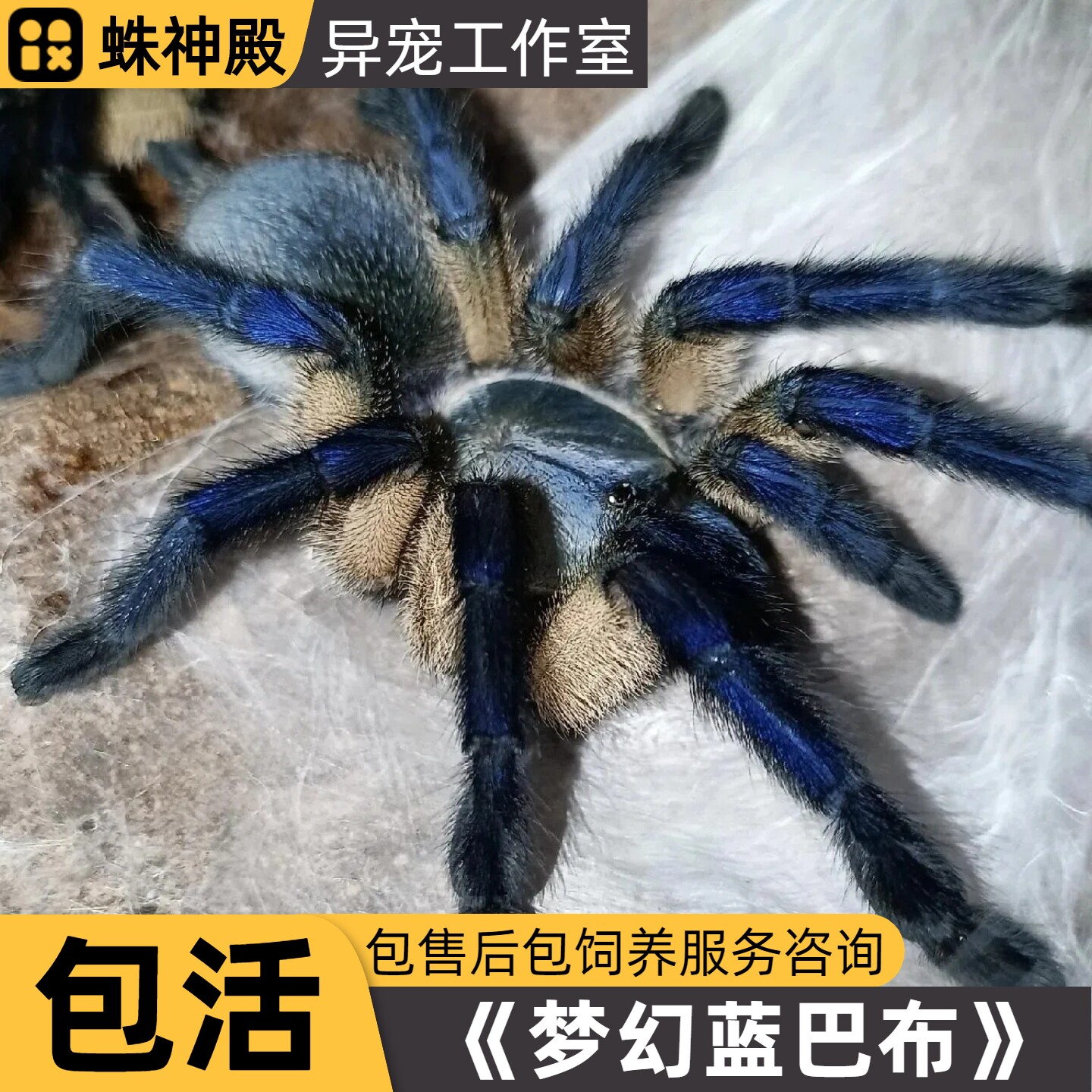 【可群养】宠物蜘蛛梦幻蓝巴布中蜘蛛