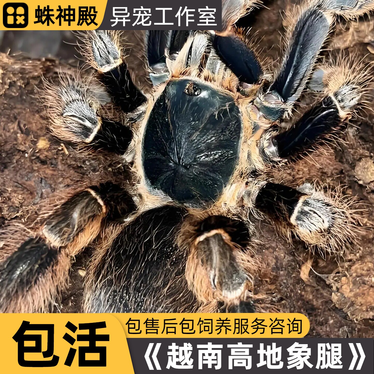 收藏级越南高地象腿地老虎宠物蜘蜘蛛