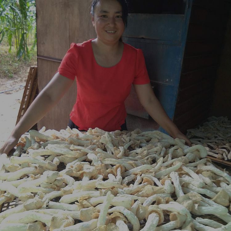 青川玉珍山货竹荪长裙短裙地标产品干货食用菌包邮50g香蘑菇 粮油调味/速食/干货/烘焙 竹荪 原图主图