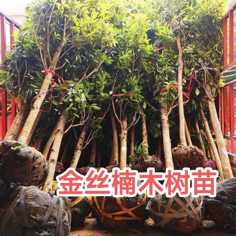 金丝楠木树苗大树正宗小叶桢楠庭院别墅田地山林名贵镇宅绿化大树