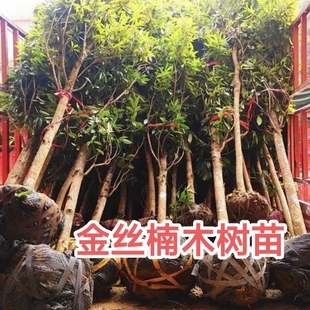 金丝楠木树苗大树正宗小叶桢楠庭院别墅田地山林名贵镇宅绿化大树