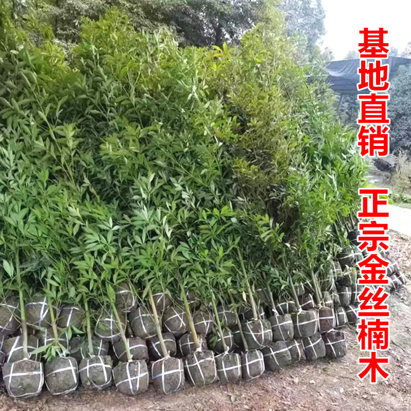金丝楠木树苗名贵苗木