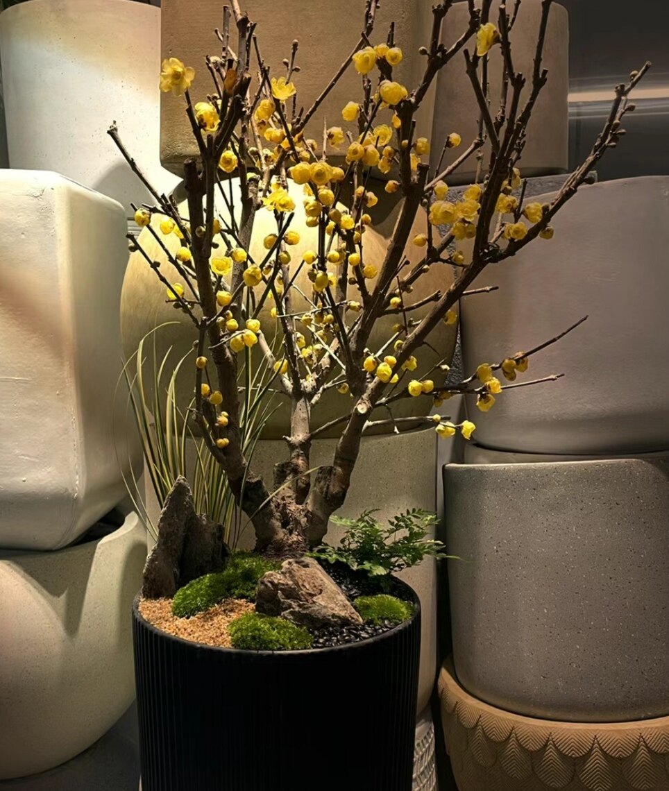 腊梅浓香型耐寒植物盆景