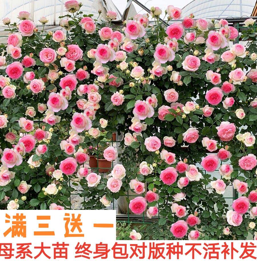 爬藤月季大游行庭院蔷薇四季