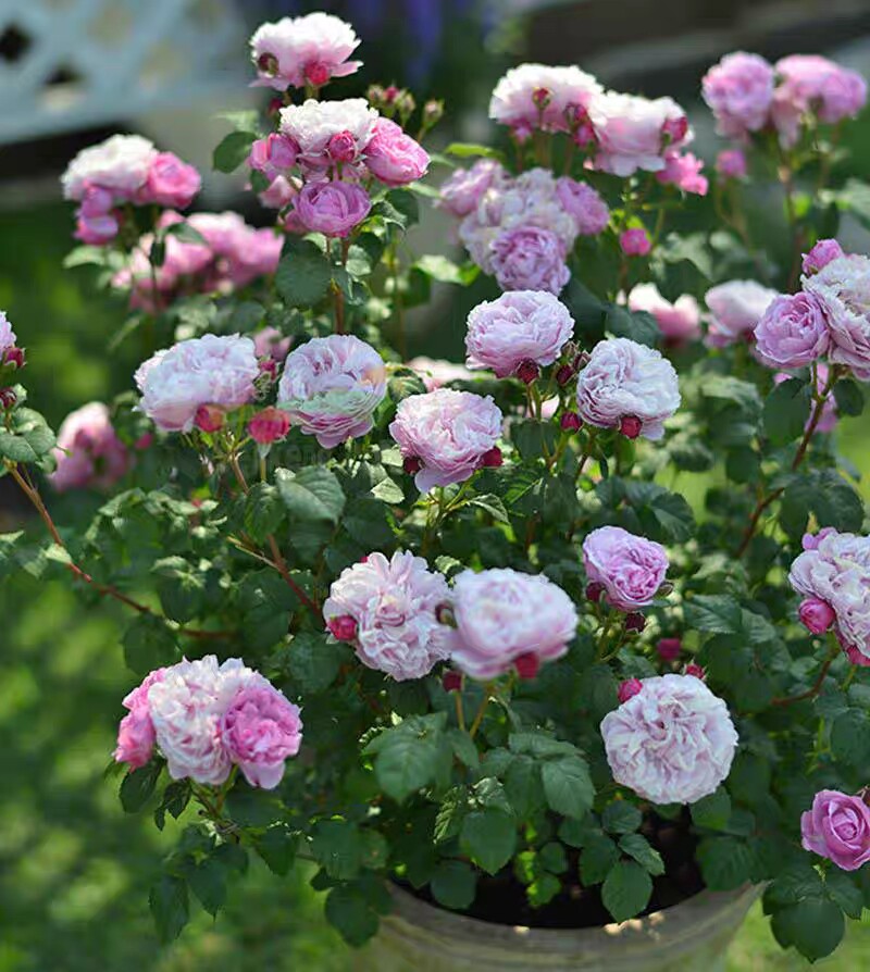 圣安娜蛋糕月季小灌木低矮多花勤花丰花适合盆栽