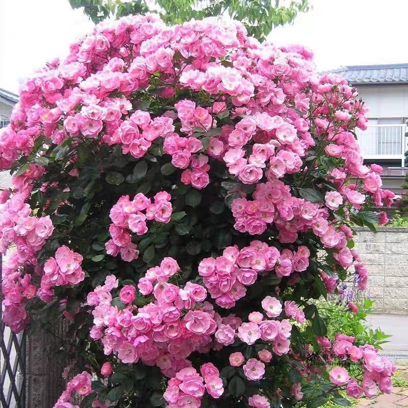 爬藤花卉庭院四季安吉拉