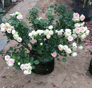 门廊绒球多季阳台盆栽花园绿植开花植物四季开花玫瑰月季花苗