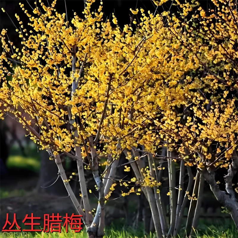 丛生腊梅花树苗庭院耐寒棒棒糖形树苗地栽盆栽浓香型庭院别墅花卉
