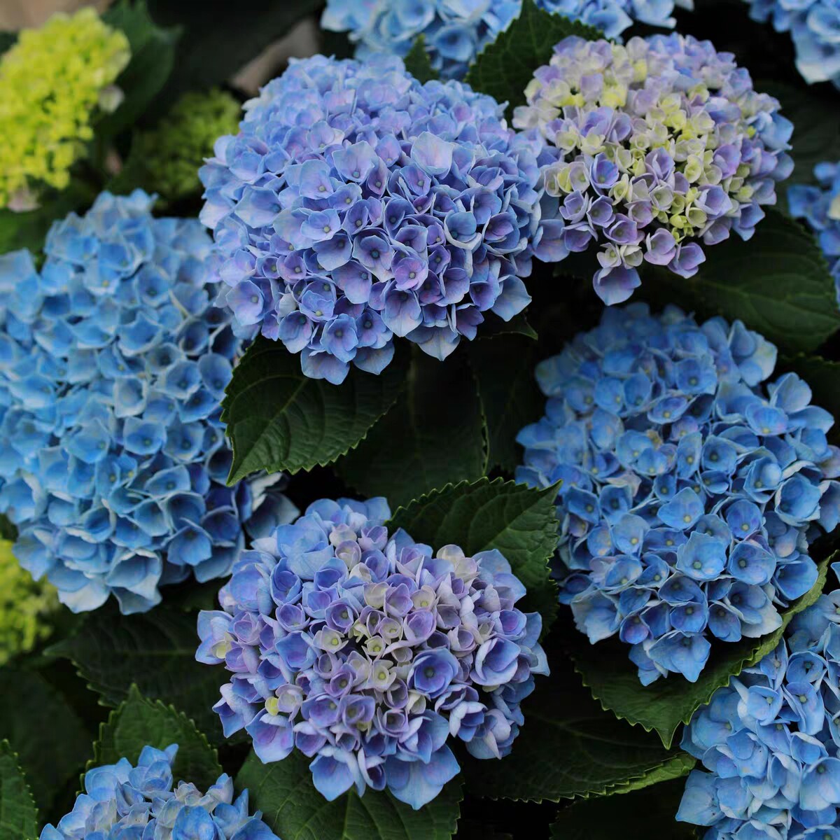 魔幻革命绣球花大苗带边锯齿单瓣大花品种绣球盆栽阳台庭院