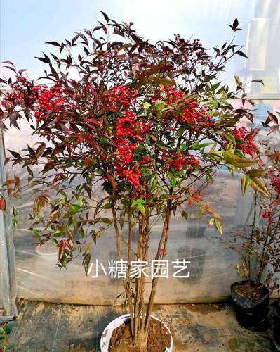 火焰蓝天竹庭院盆景苗