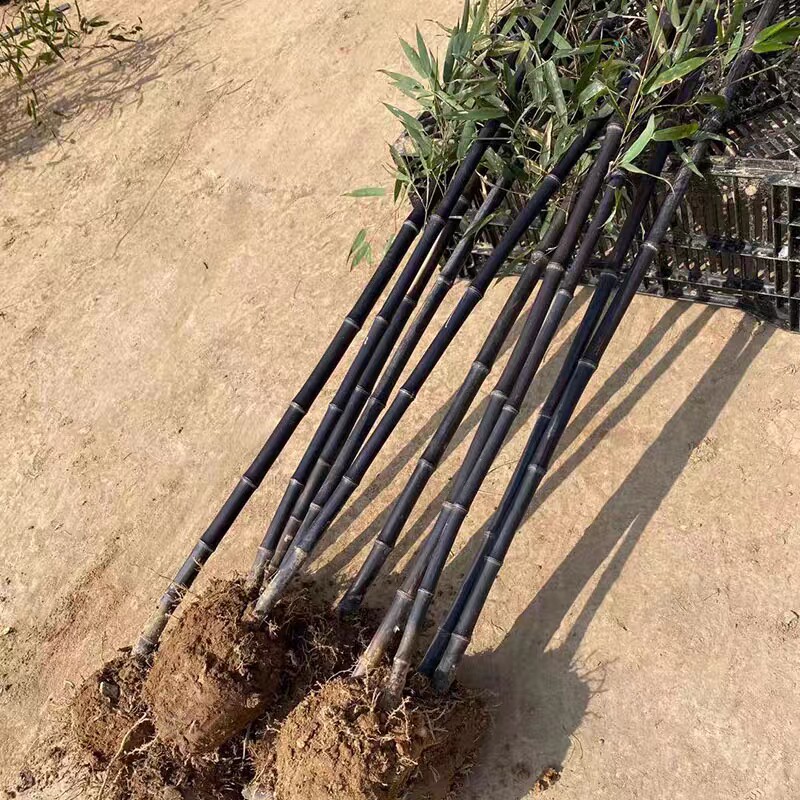名贵矮化紫竹苗耐寒竹子苗庭院