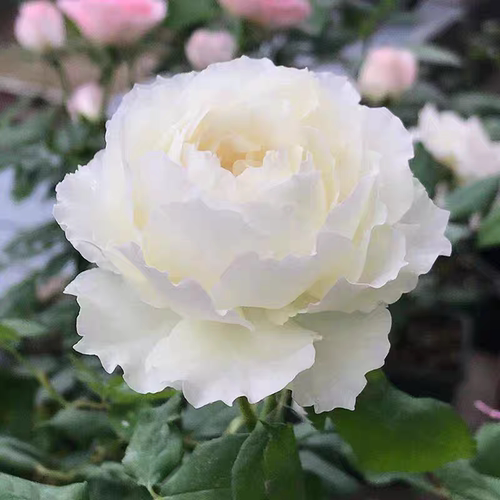 日本切花月季 心之水滴 纯白色丰花浓香大花耐热玫瑰盆栽花卉