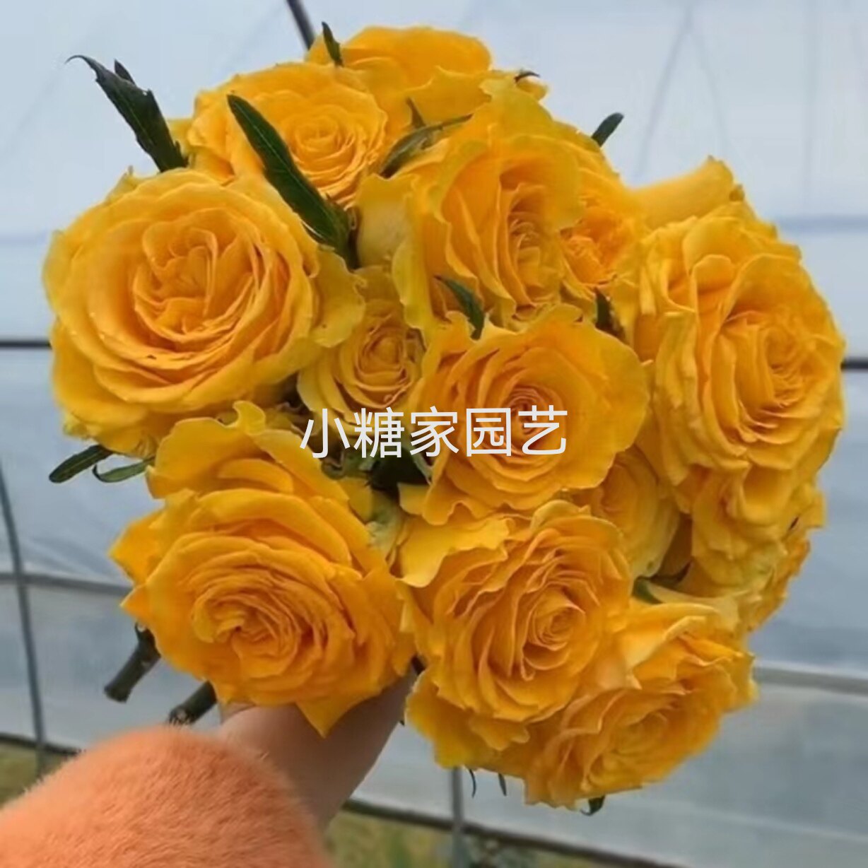 耐热花卉切花盆栽季苏格兰黄油