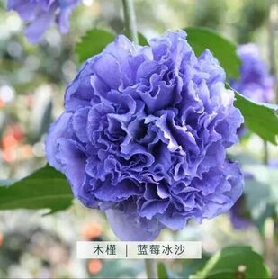 精品中国雪纺蓝莓冰沙紫玉大花木槿重瓣多年耐寒耐热四季盆栽花卉