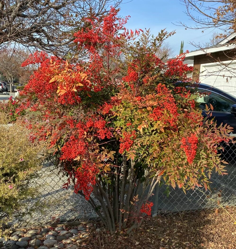 精品老桩火焰南天竹树苗盆栽盆景