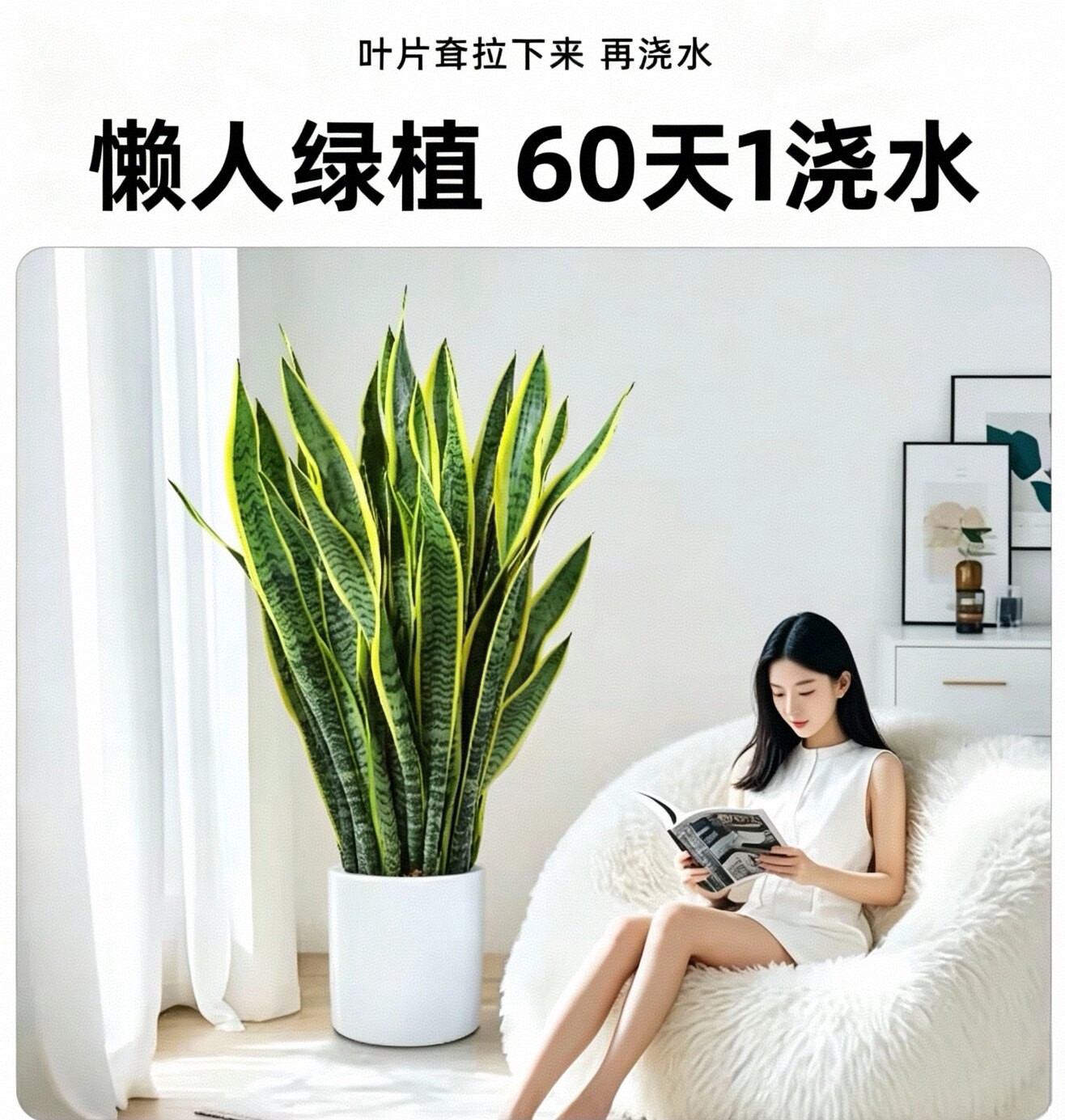 大型金边虎皮兰盆栽室内客厅阳台好养耐旱绿植盆栽原盆原土发货