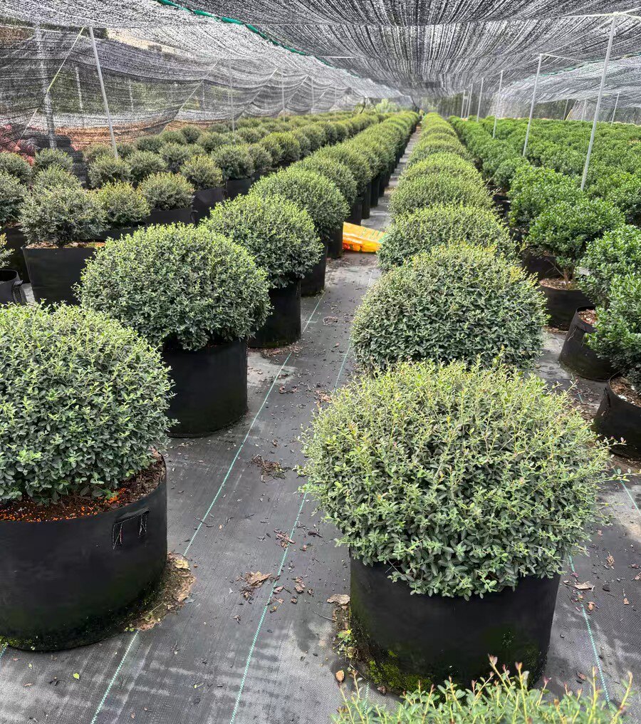 冬青先令矮球英式花园常绿植物耐寒耐热花园必入耐寒花园花镜植物