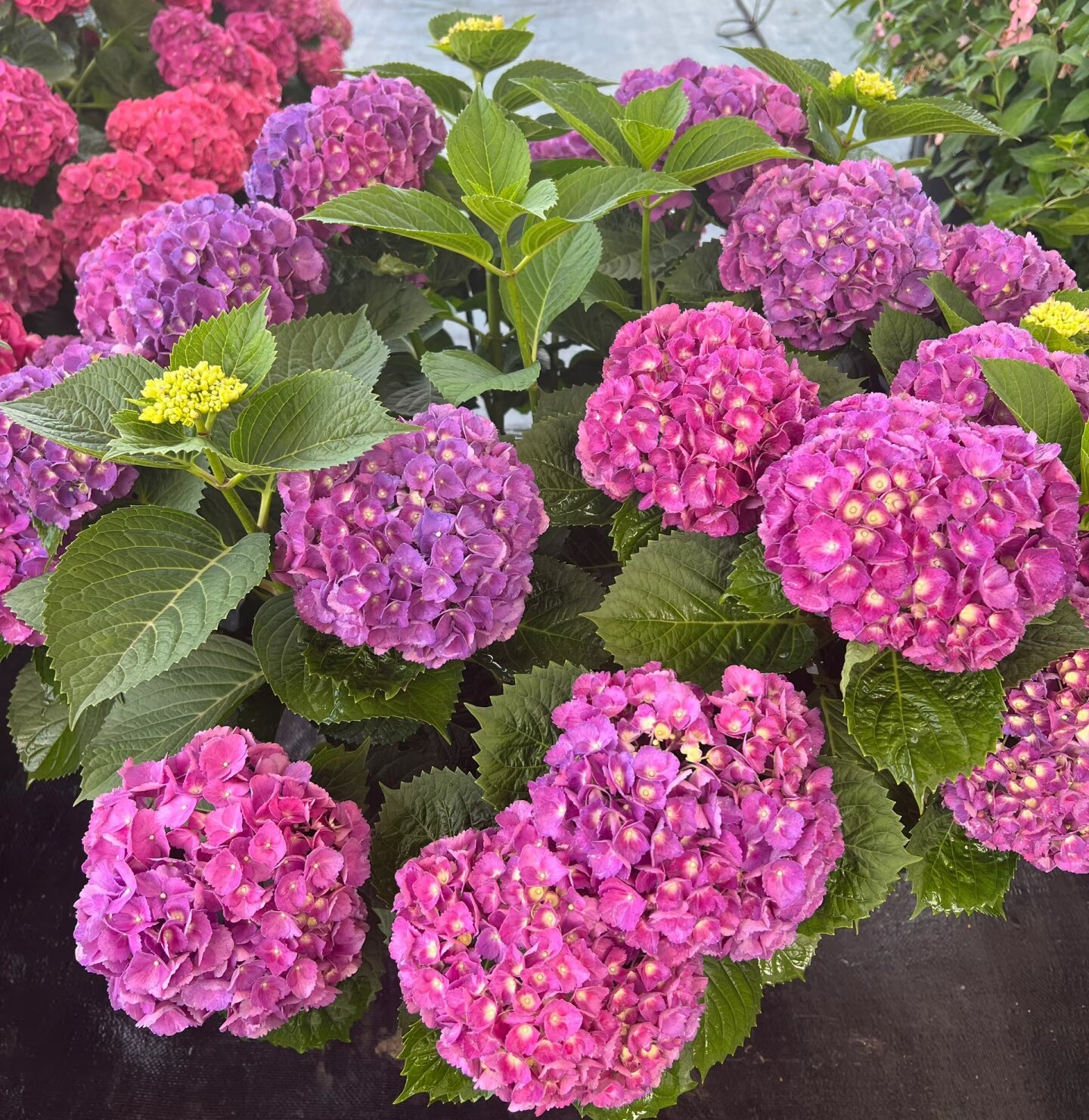 大花绣球含羞叶 2加仑大苗 抗病好玫红色阳台庭院耐阴植物花苗