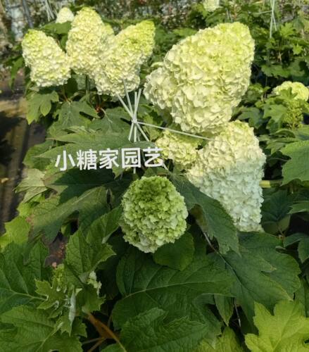 栎叶绣球和声开花比头庭院绣球