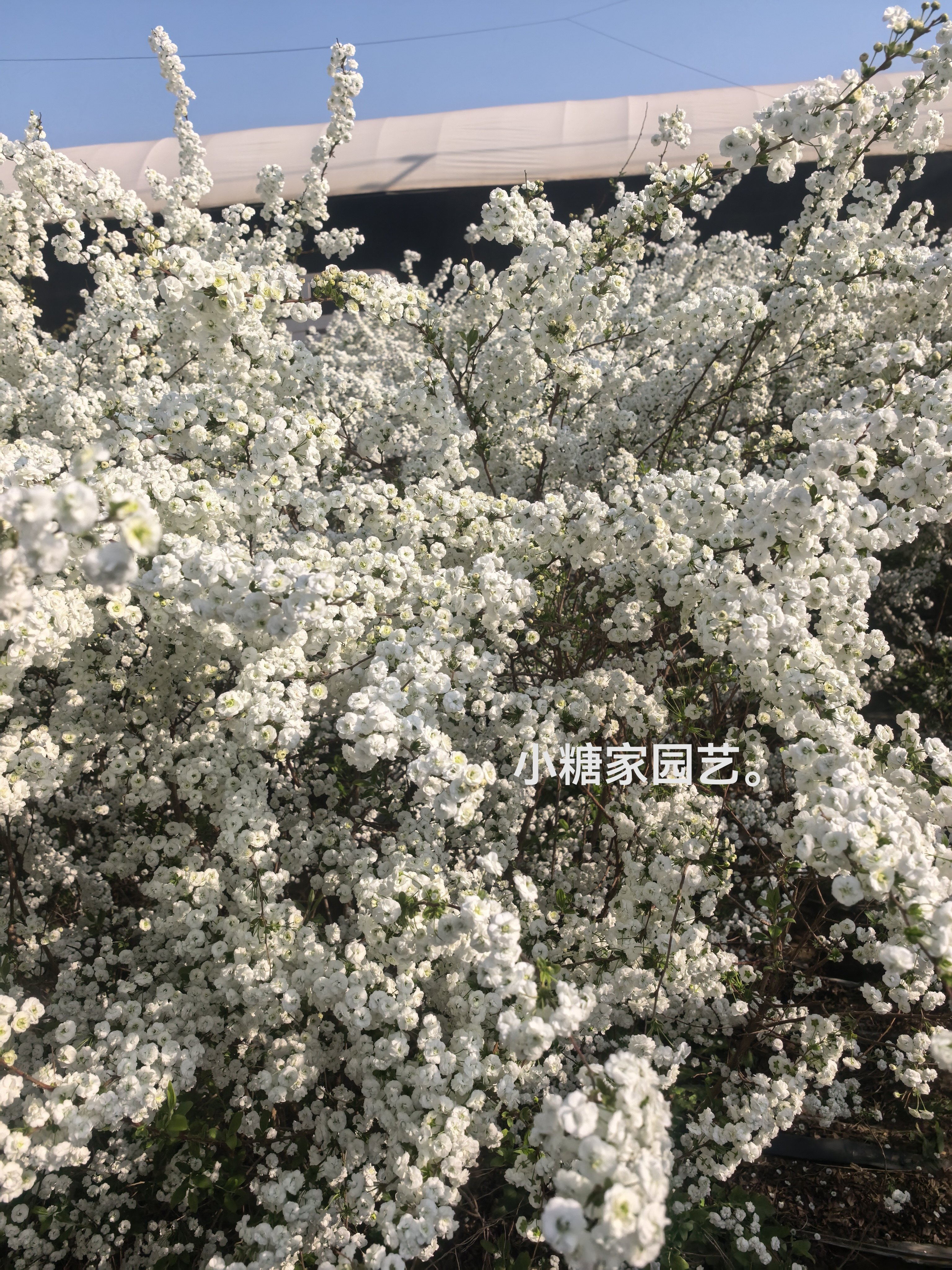 超大苗重瓣喷雪花树苗雪柳盆栽庭院耐热耐寒植物多年生灌木花卉图片