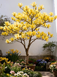 黄鸟玉兰花大树花苗耐寒黄角兰别墅庭院室外景观花镜绿化花卉植物