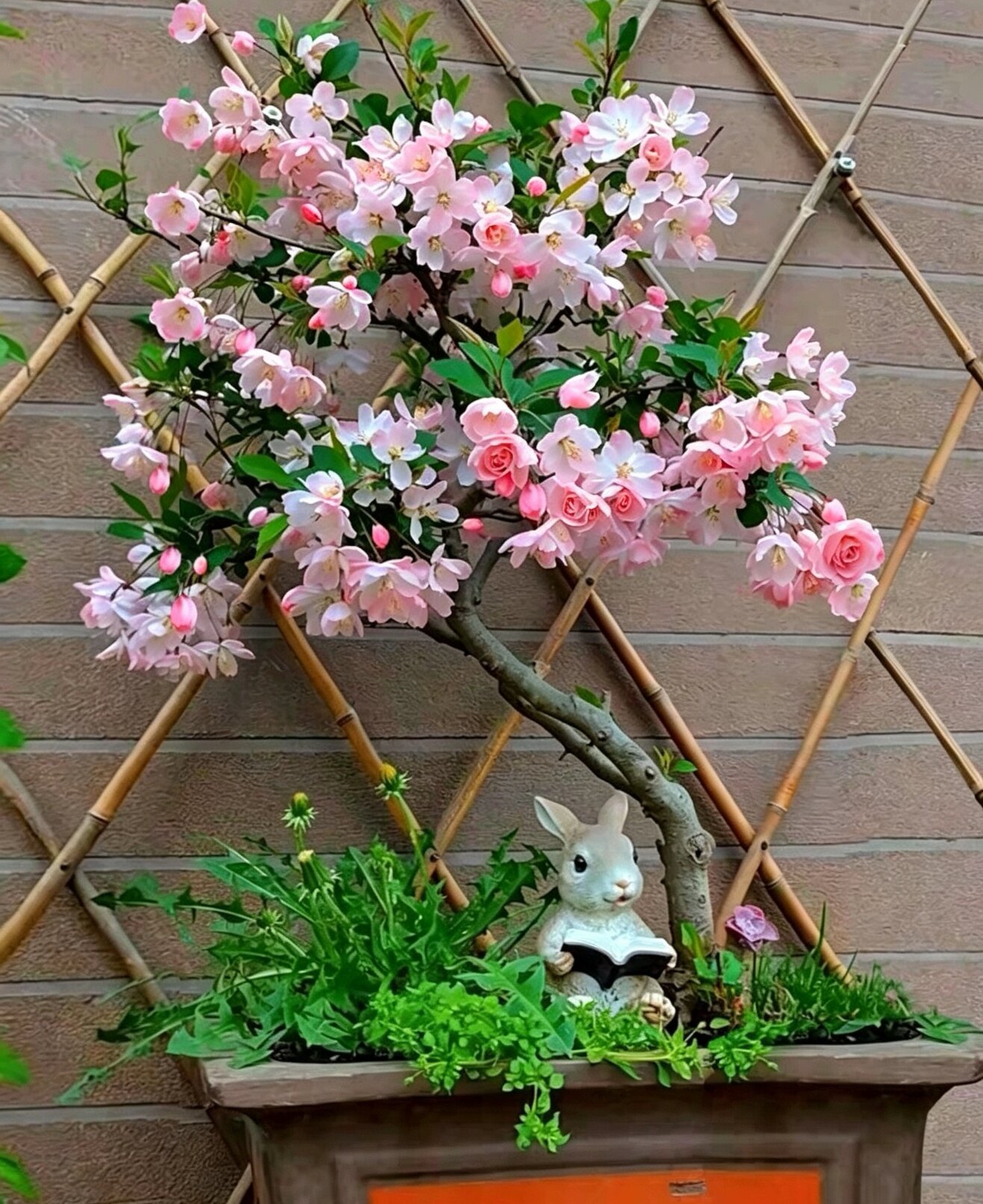 垂丝海棠盆栽植物室外好养植物老桩海棠花盆景树苗冬季耐寒花卉