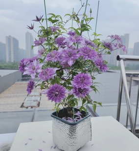恭子小姐铁线莲花苗爬藤花卉植物阳台庭院爬墙花四季开耐寒攀援型