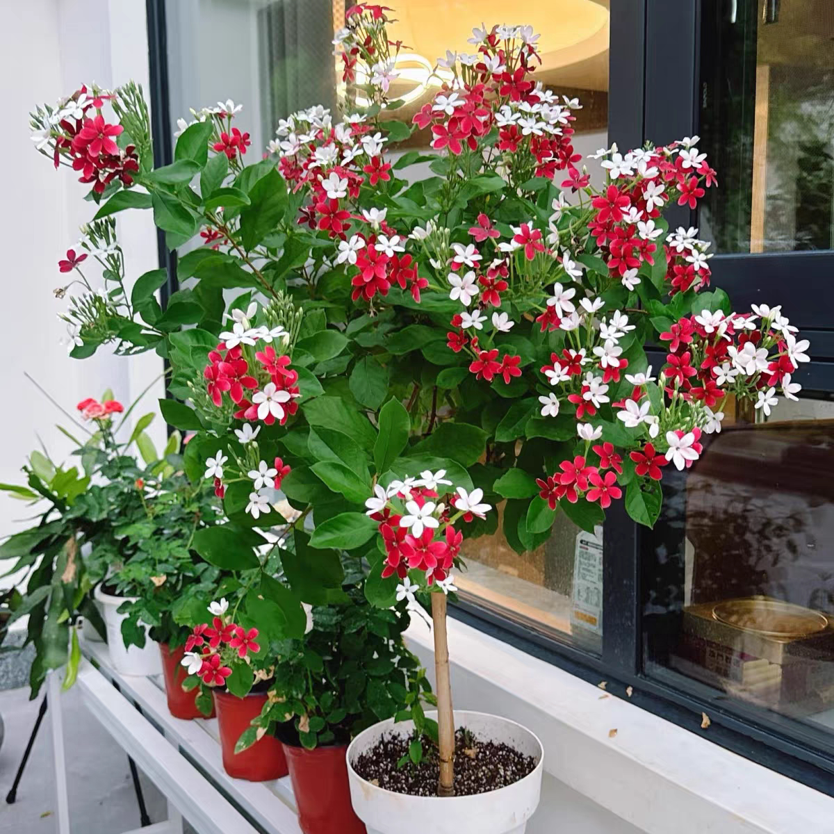使君子(花期长 会变色的花花开爆后有蜜桃香味)庭院开花植物盆栽
