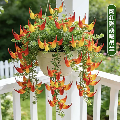 鹦鹉嘴百脉根室内阳台奇特稀有观叶开花盆栽吊兰花耐热耐寒好养活