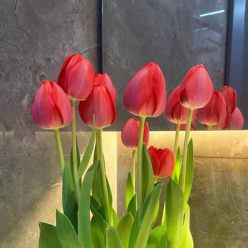 重瓣花种子球根苗水培土培阳台