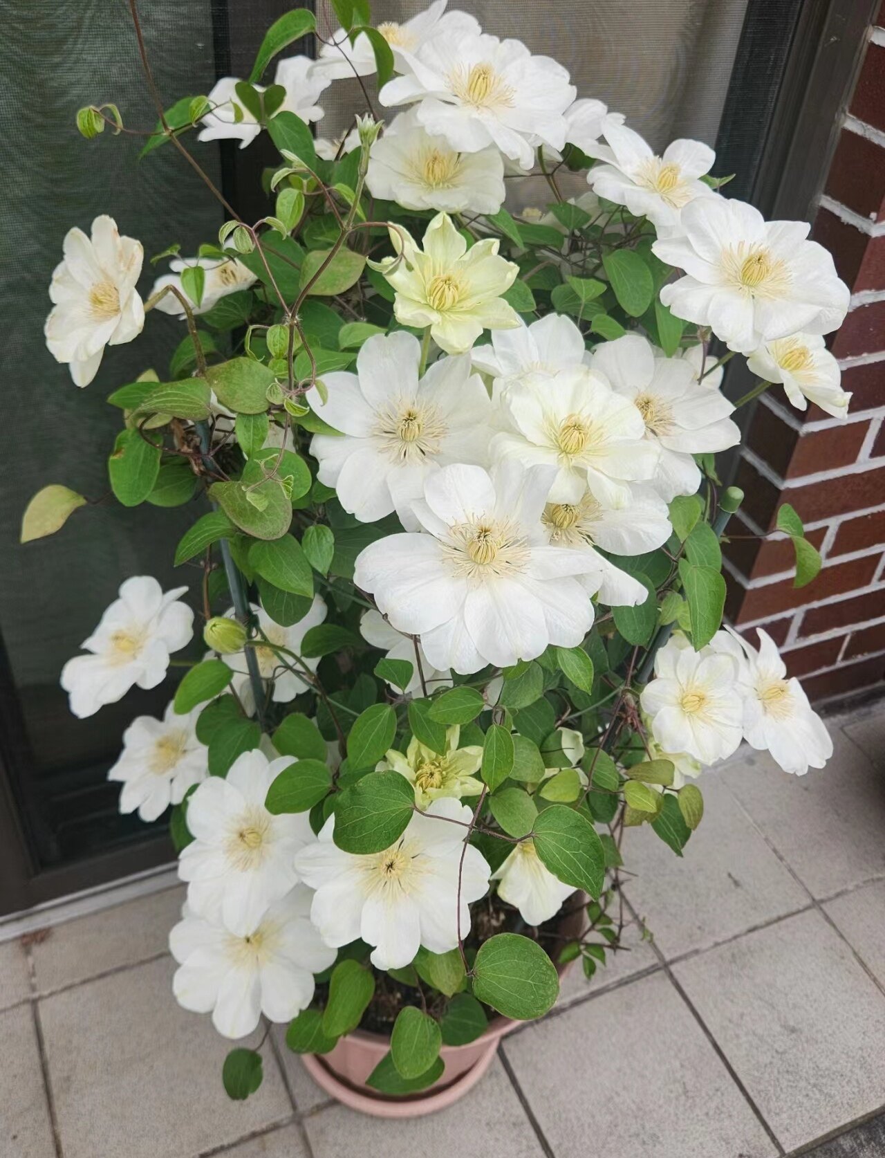 格恩西岛 铁线莲二类轻剪爬藤绿植花卉阳台庭院楼顶
