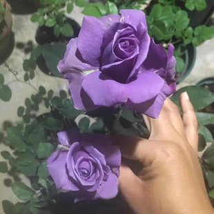喝彩月季花大苗蓝紫色盆栽浓香大花四季阳台庭院玫瑰花卉植物抗病